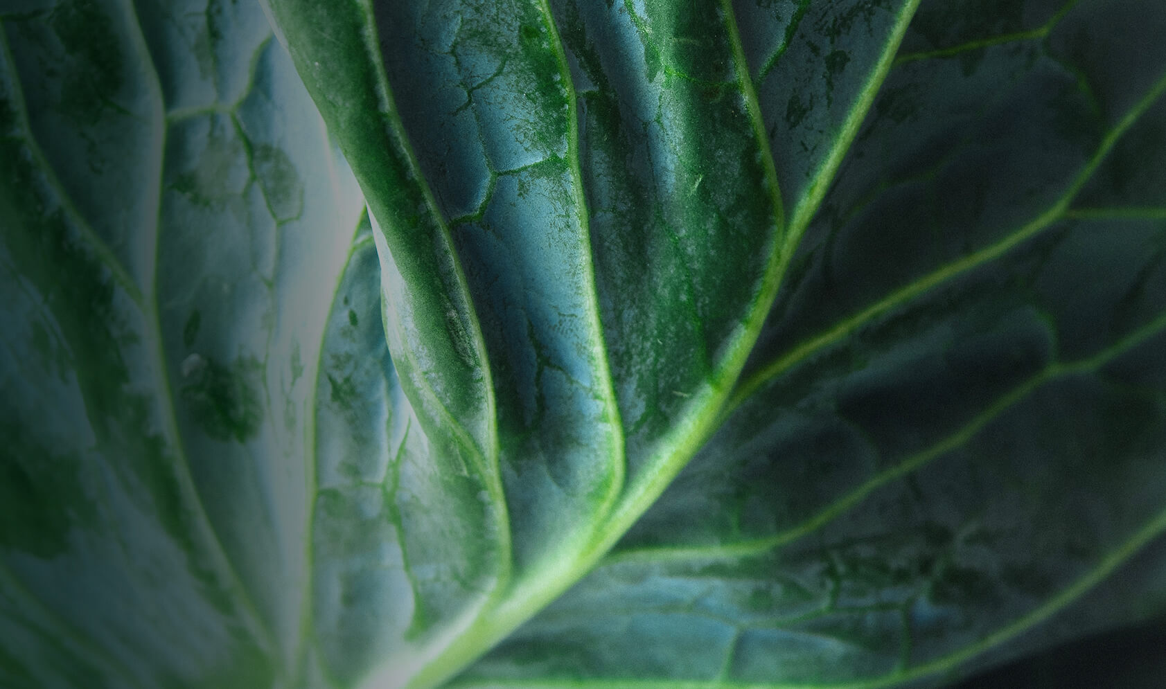 savola website design case study banner